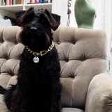 Barracus Pet necklace